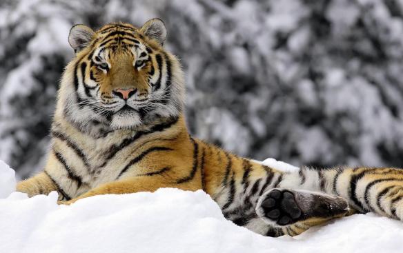siberian-tiger-e-entertainment