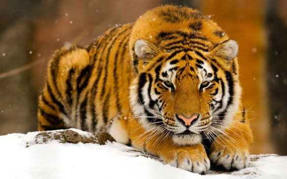 siberian_tiger_in_snow-wallpaper-1920x1200